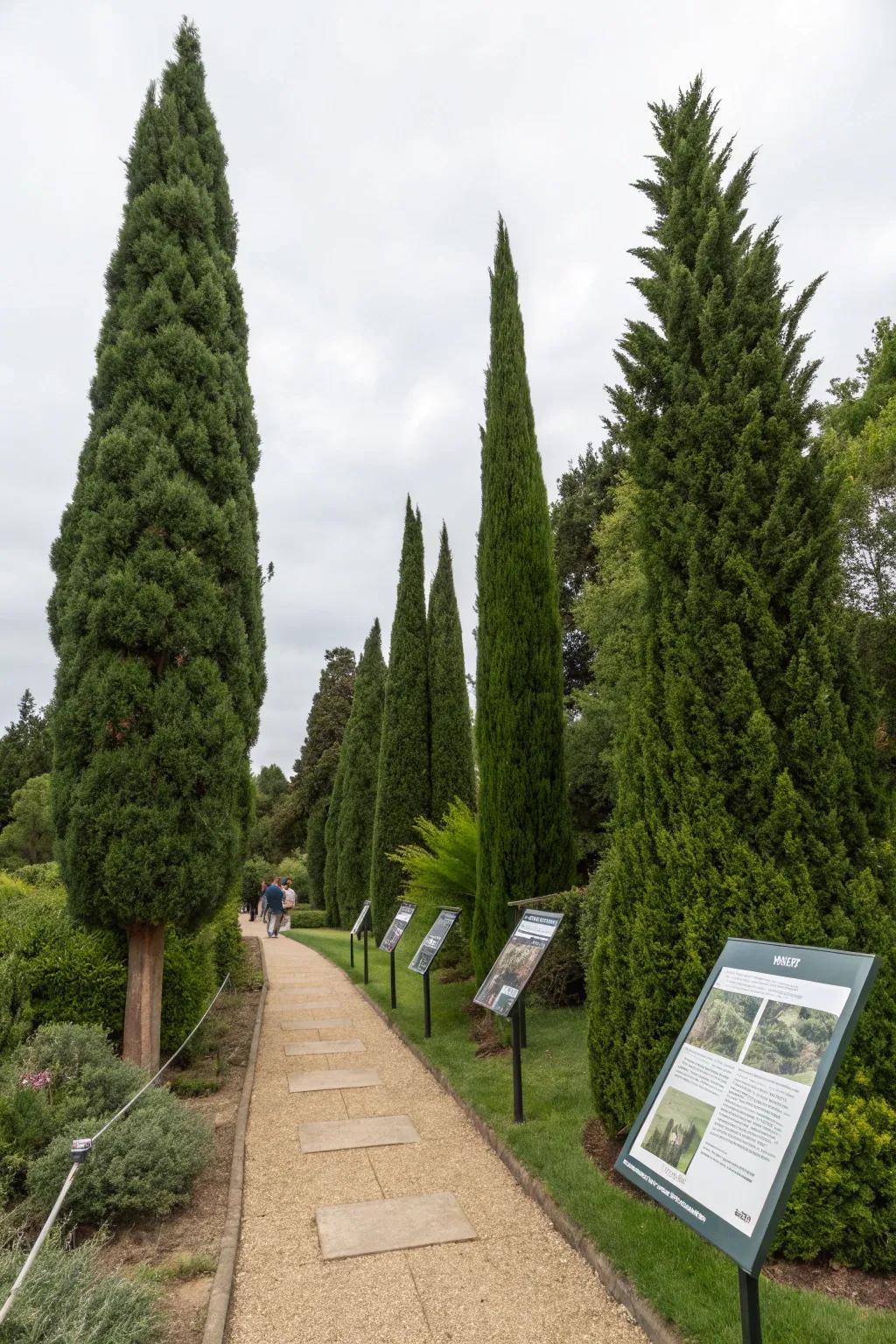 Educate and inspire through Evergreen Sentinel trees as a garden feature.