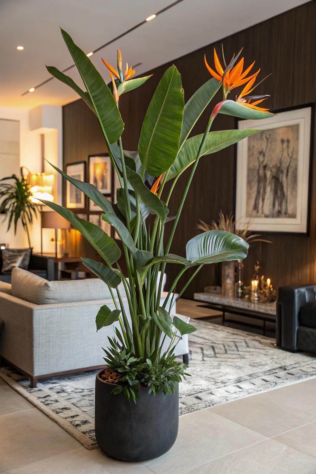 A Crane Flower plant injects drama into a corner.