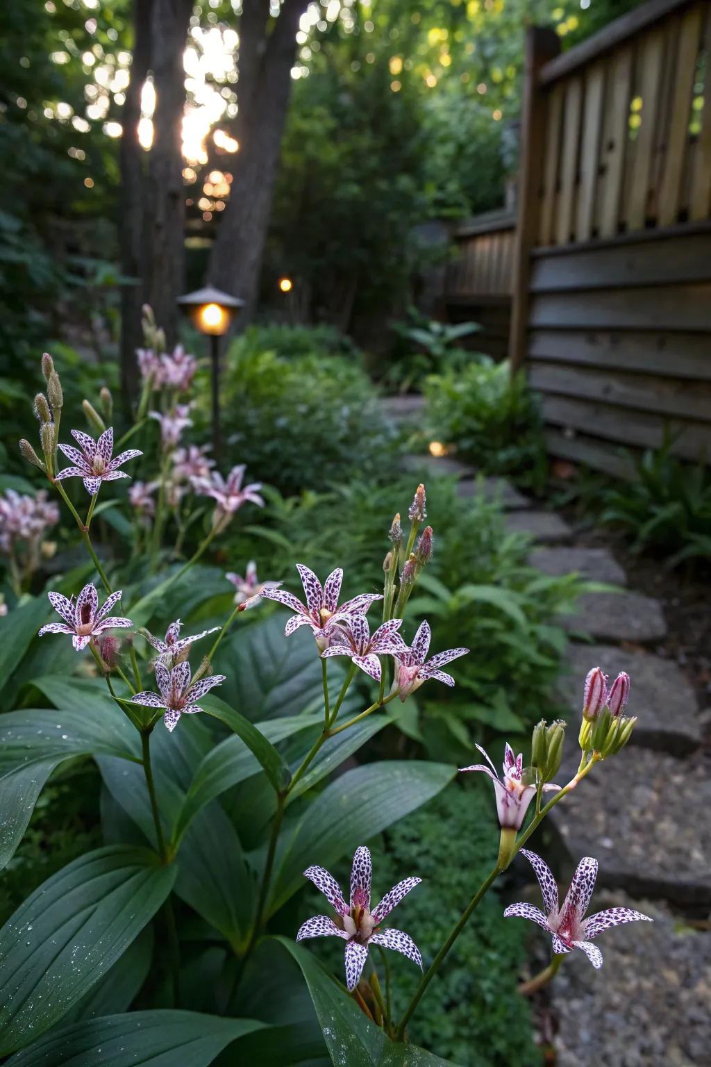 Lizard petals infuse intrigue and exotic charm to the shade.