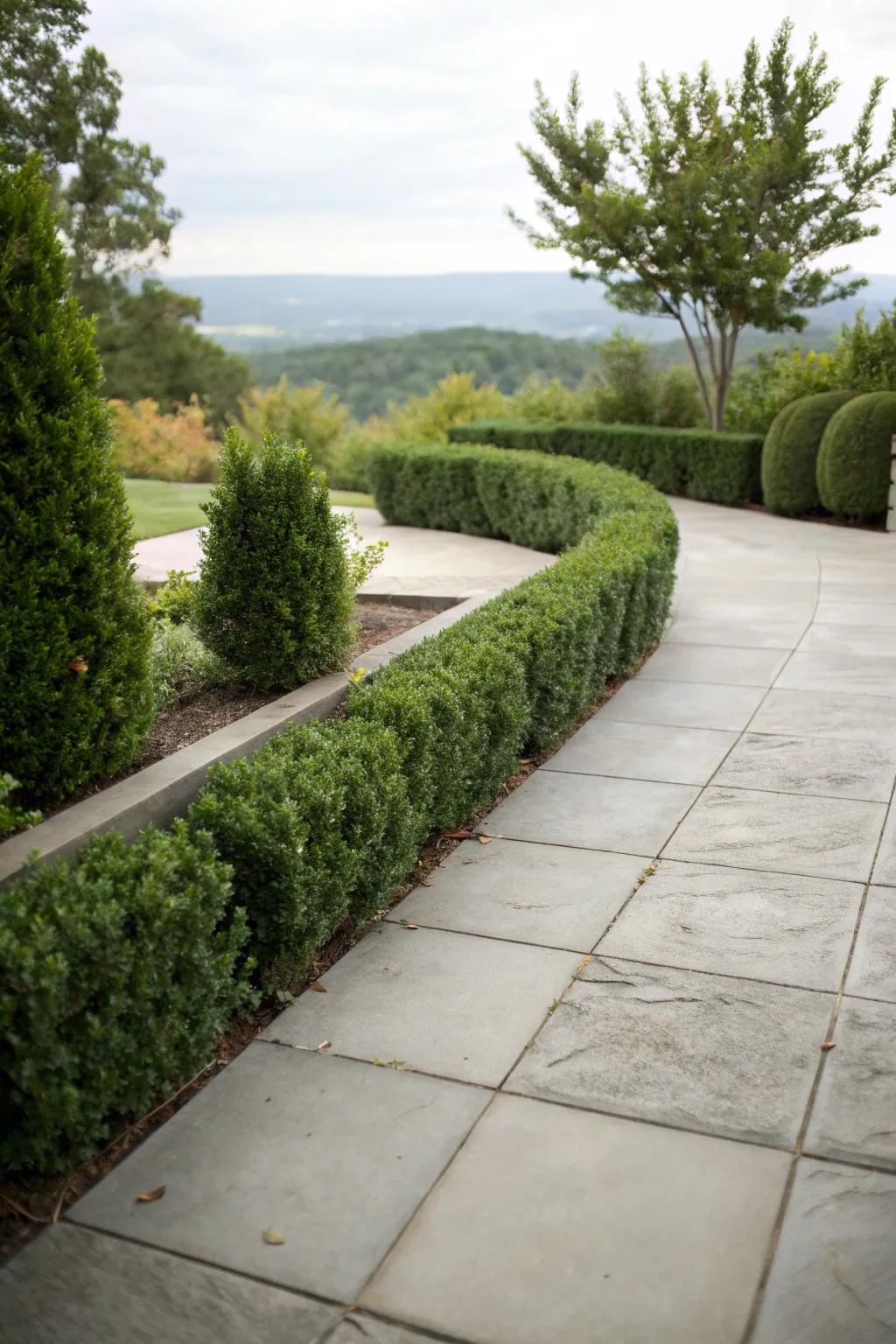 Evergreens offer privacy and greenery for patio borders.