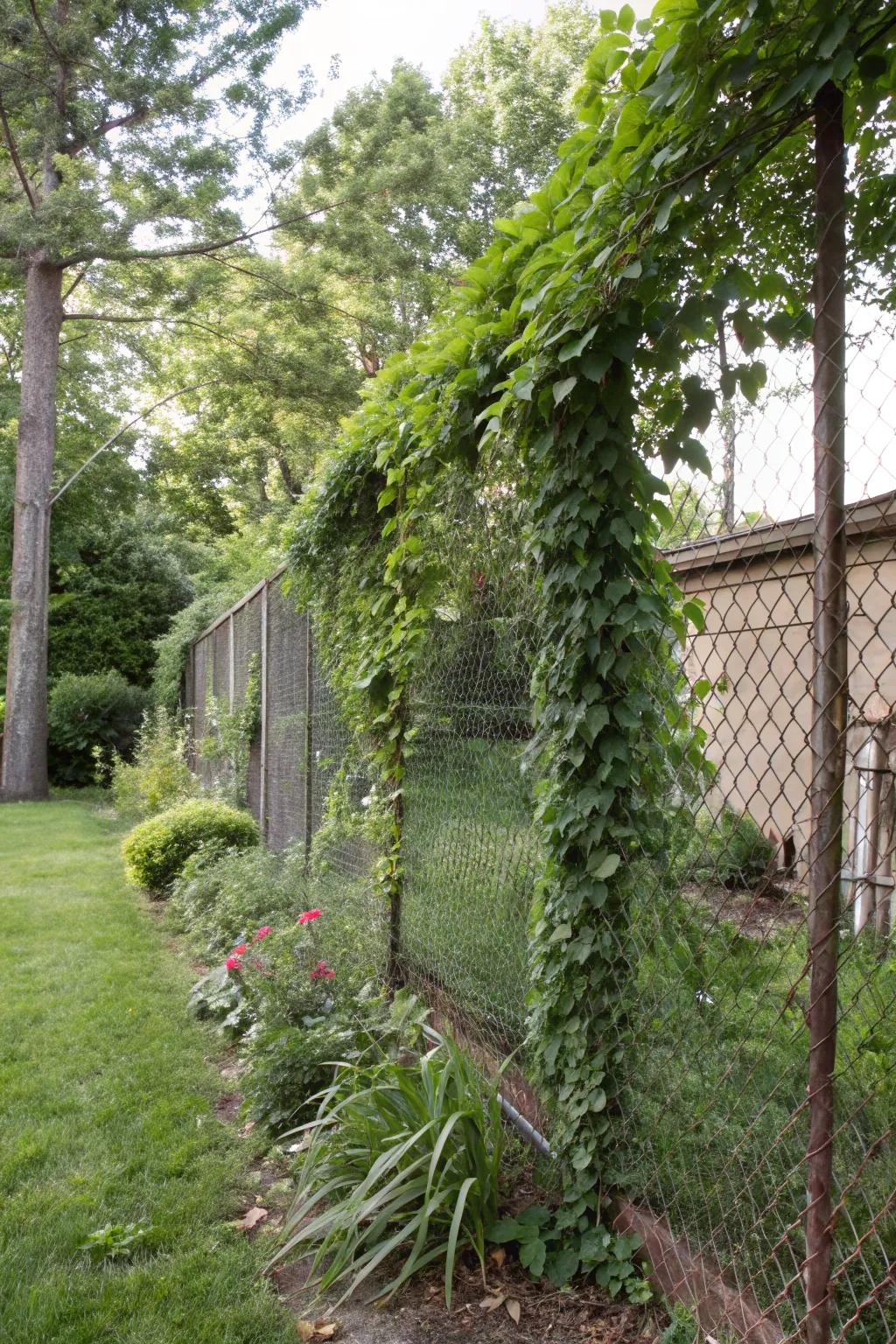 Wire mesh supports climbing flora, cultivating a vibrant, verdant seclusion screen in this lively garden.