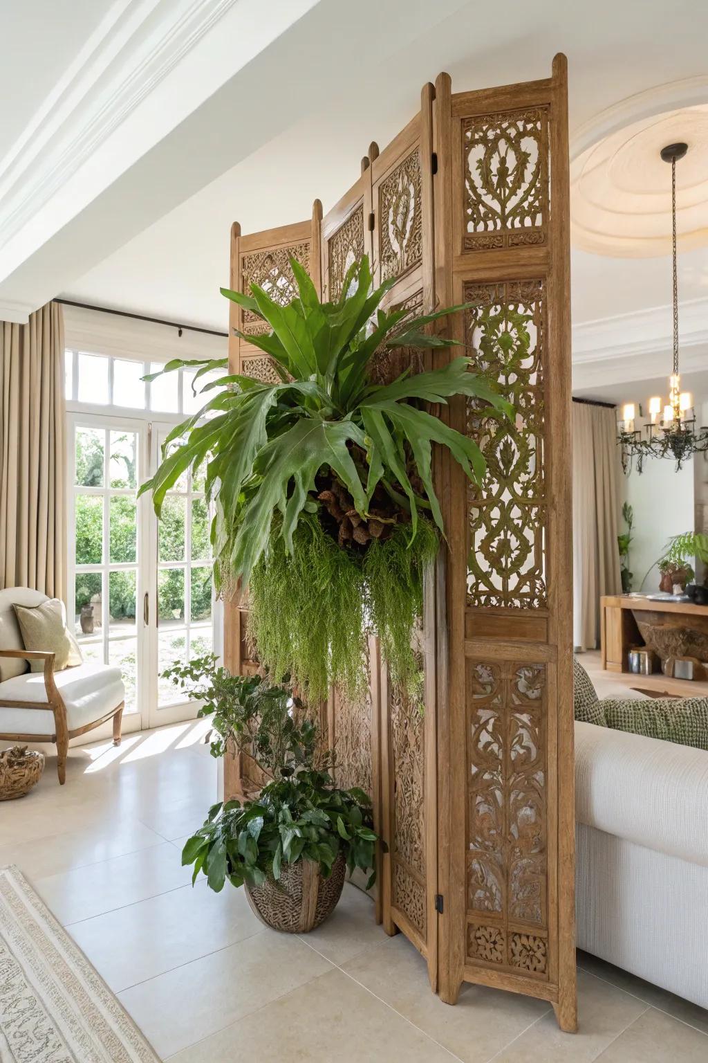 A ornamental shield adds drama and elegance to a staghorn fern display.