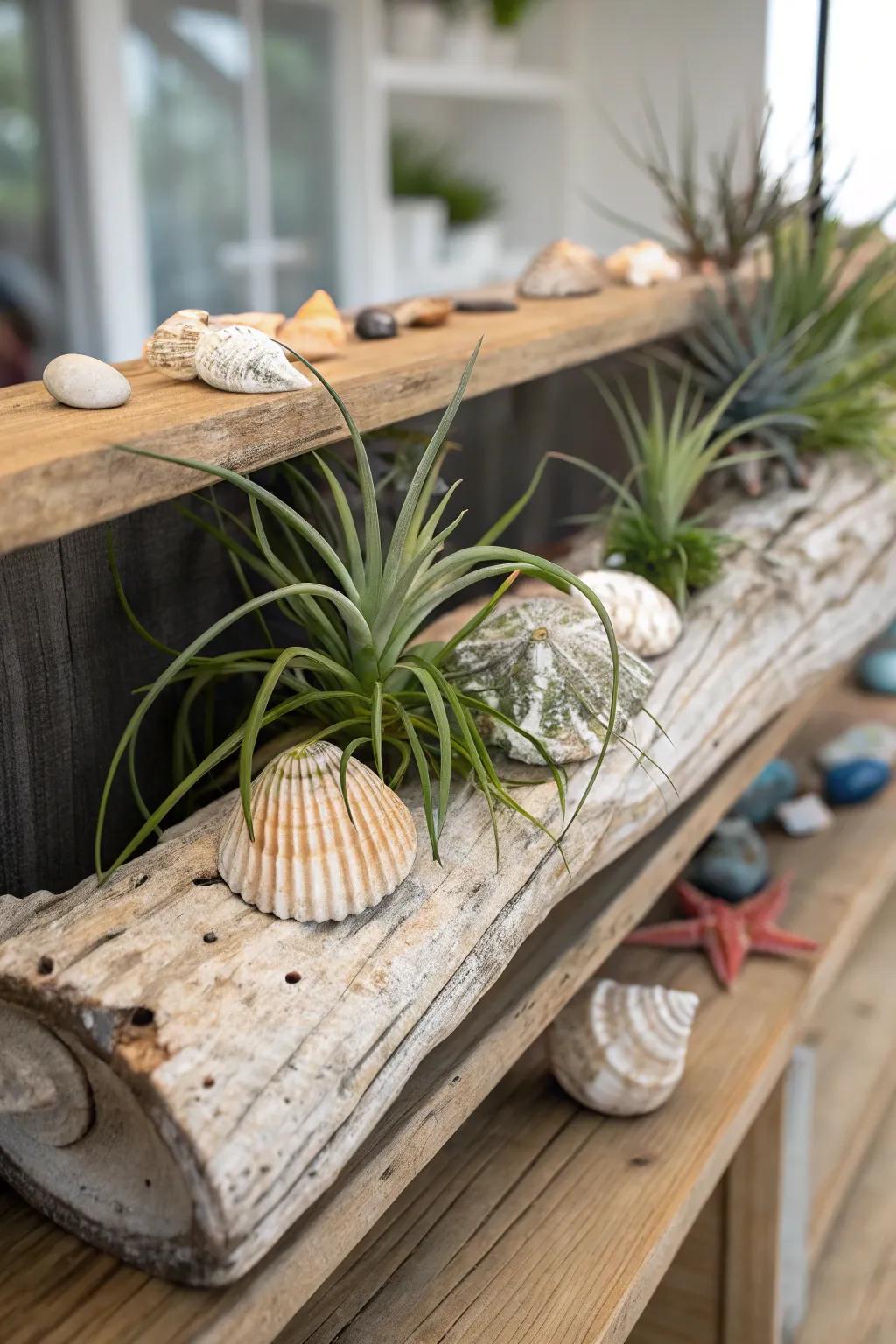 Coastal style created by air plants displayed on driftwood.