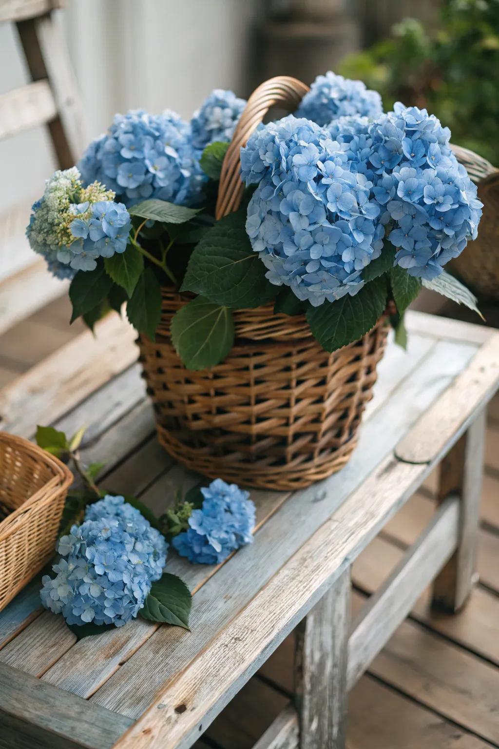 A rustic basket overflowing with blue hydrangeas adds a charming touch.