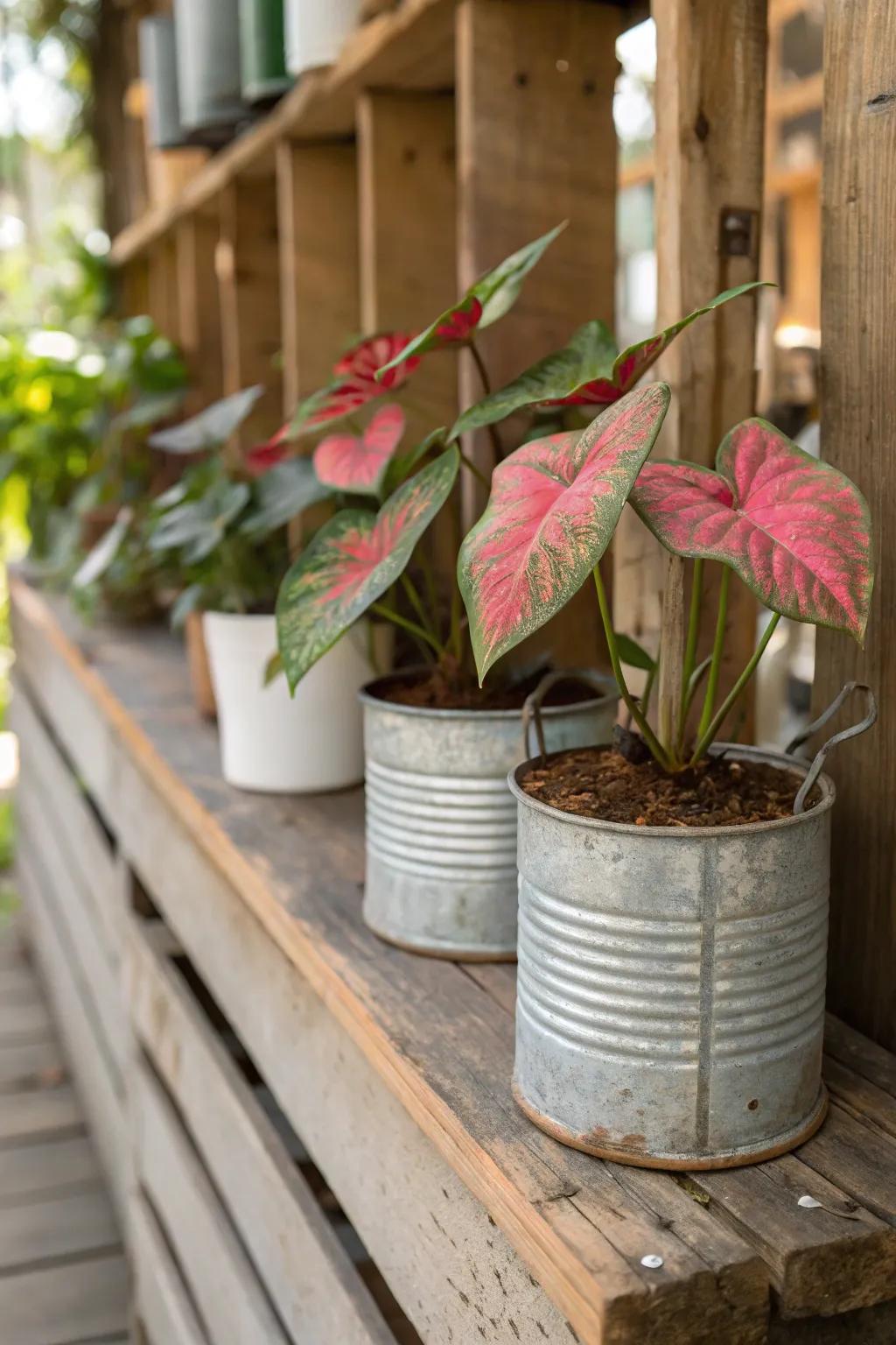 Vintage receptacles introduce a hint of nostalgia to your plant exhibits.