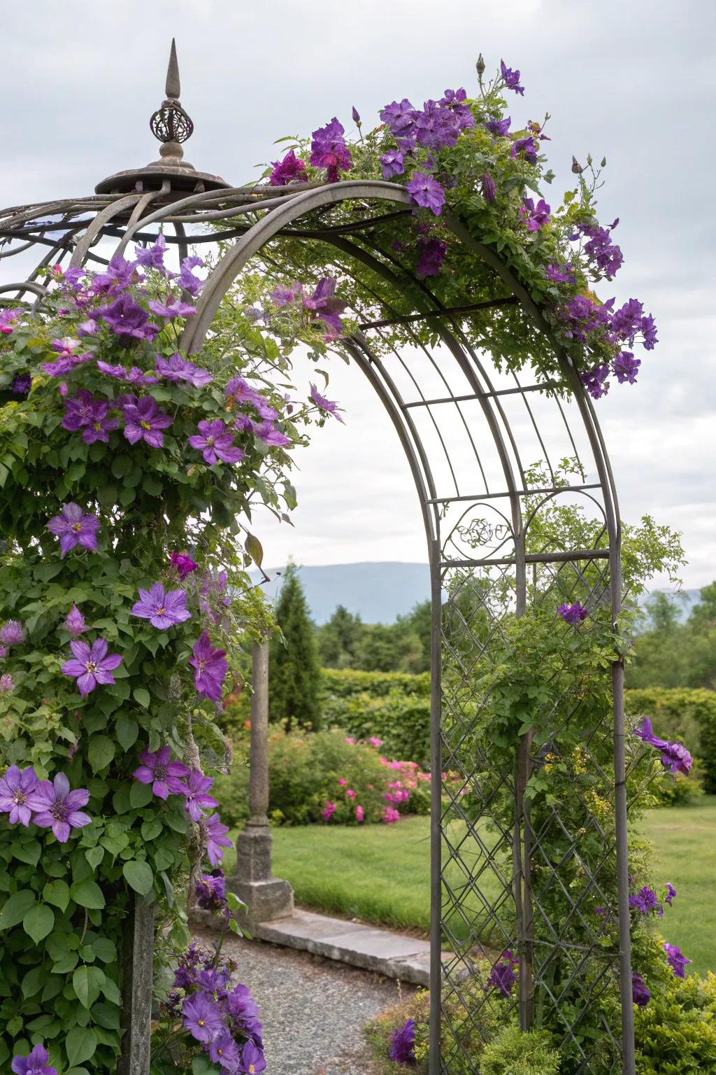Clematis-entwined metallic garden arch forms a spectacular entrance.