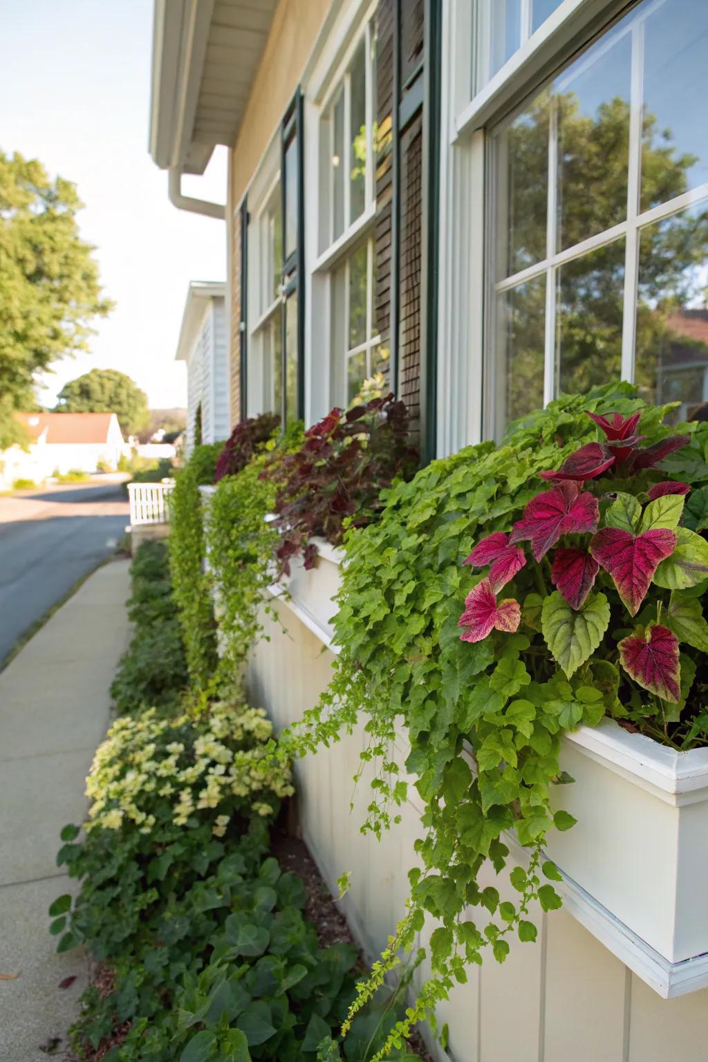 Coleus paired with cascading ivy adds depth and lushness.