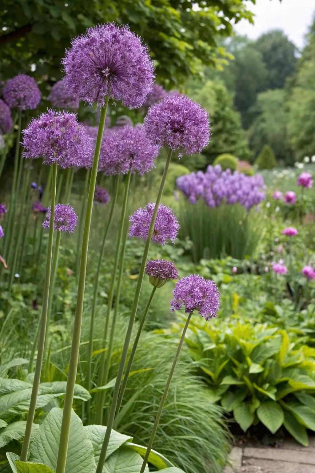 Alliums make a striking contrast in any garden.
