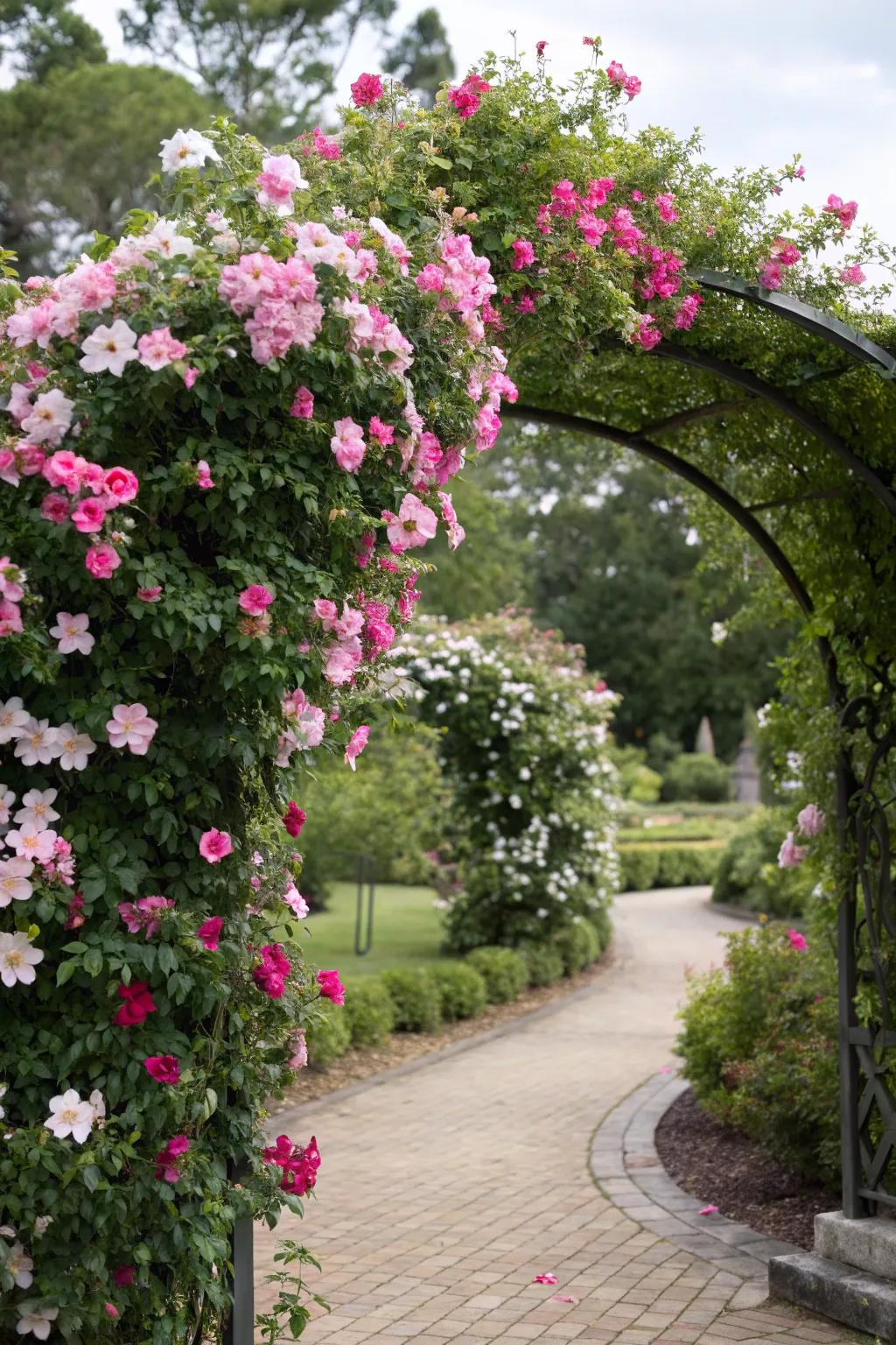An arch trellis showcasing mandevilla blooms establishes a warm and lively garden entrance.
