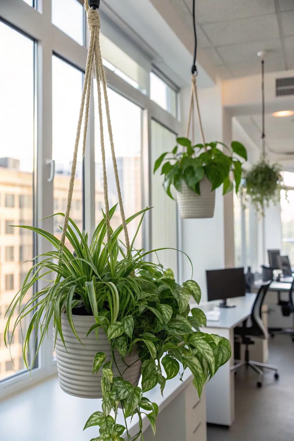 With chic hanging planters, you can make the most of your vertical space.