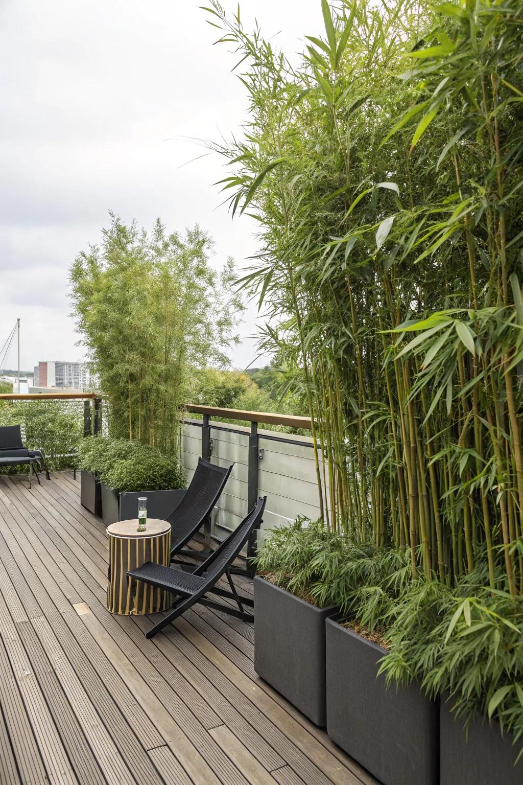 Towering bamboo flora in beds delivers organic seclusion on a deck.