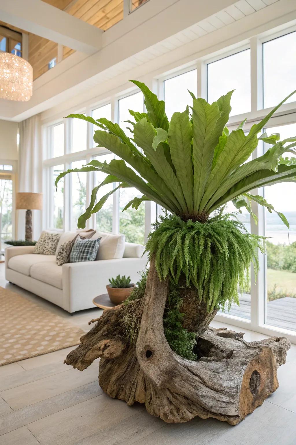 Coastal wood adds an artistic element to a mounted staghorn fern.