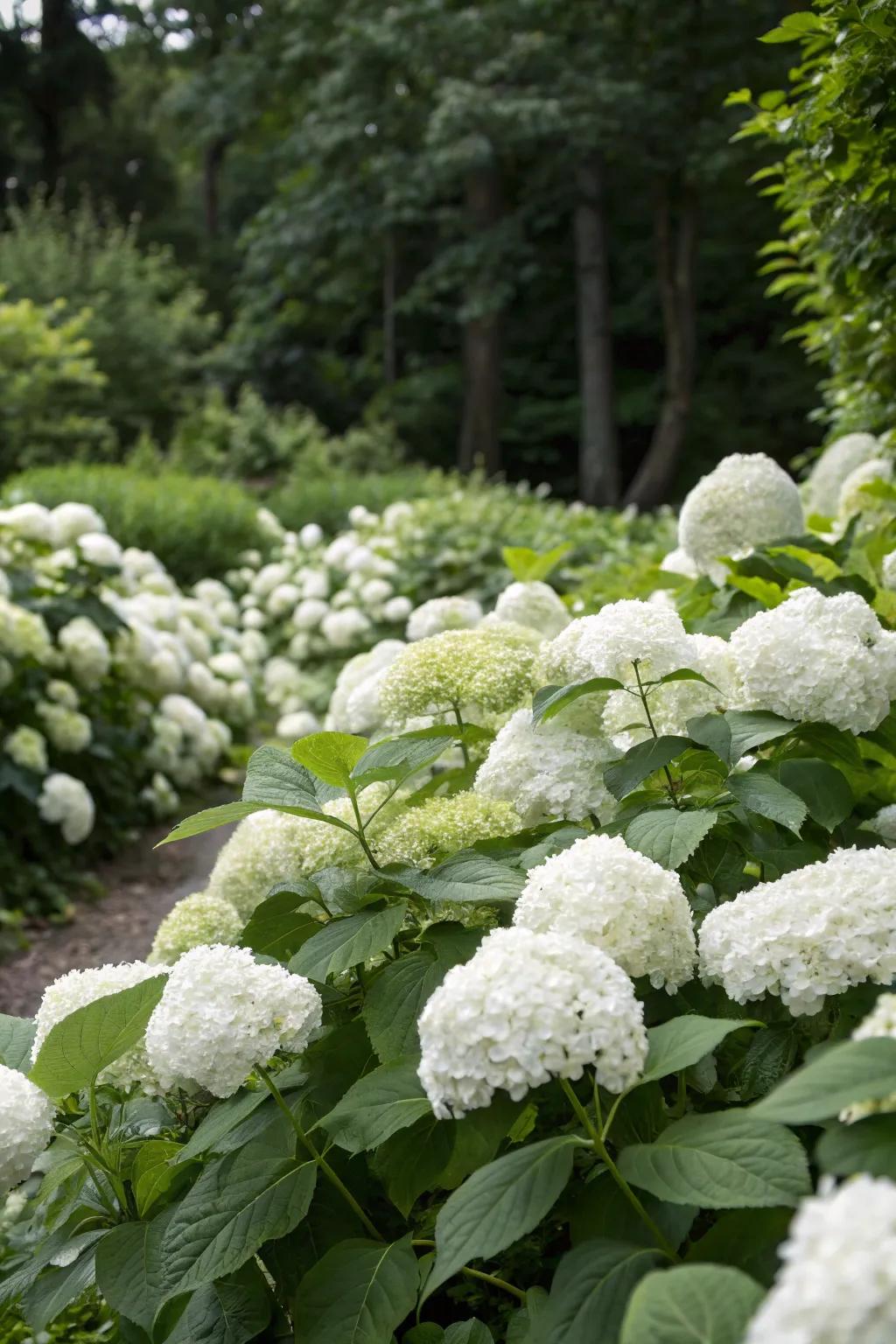 White hydrangeas contribute abundant volume to any garden design.
