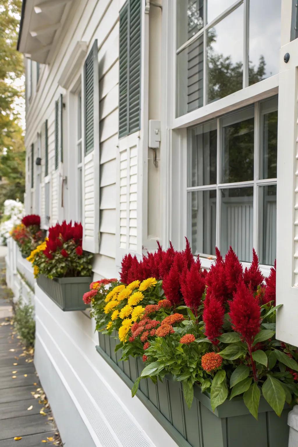 Elegant window boxes with celosia enhance curb appeal.