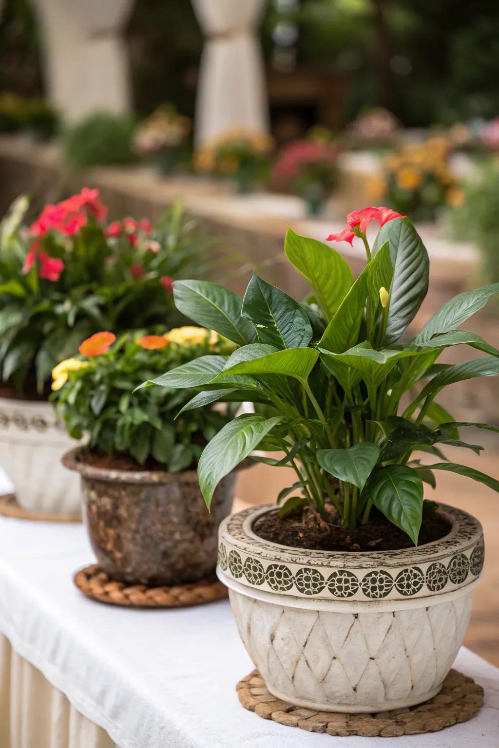 Eco-conscious potted flora for a verdant accent.