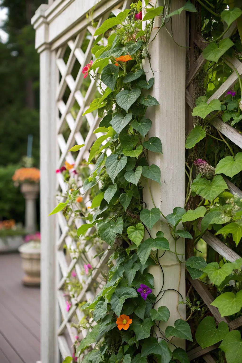 A vertical garden showcases climbing plants elegantly supported by a decorative trellis.