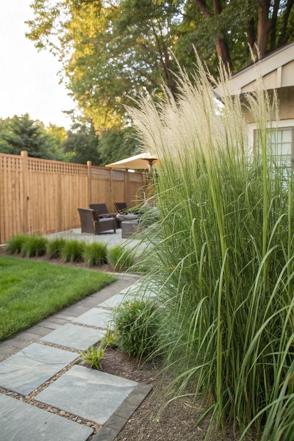 Plume Reed Grass makes a tall, pretty privacy screen.