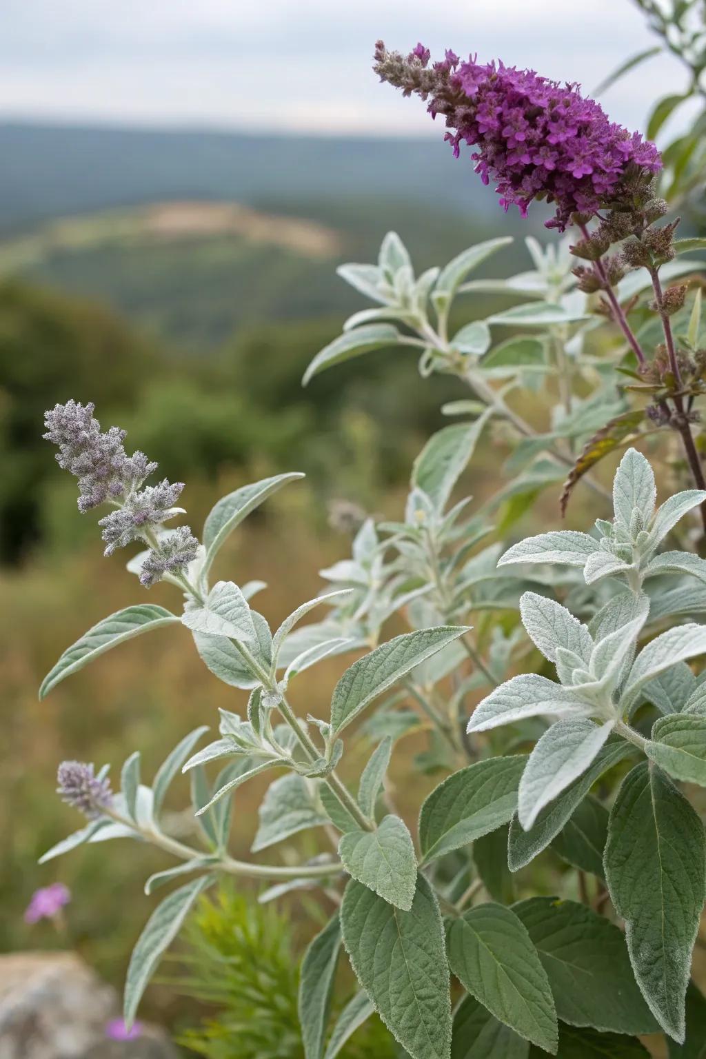 Silver Leaf and Flutterby Plant form a stunning display of silver and purple.