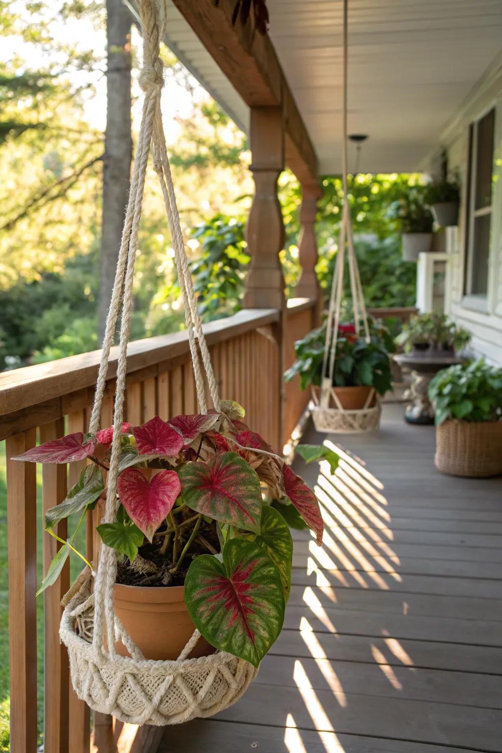 Suspended caladiums foster a rich, inviting outdoor environment.