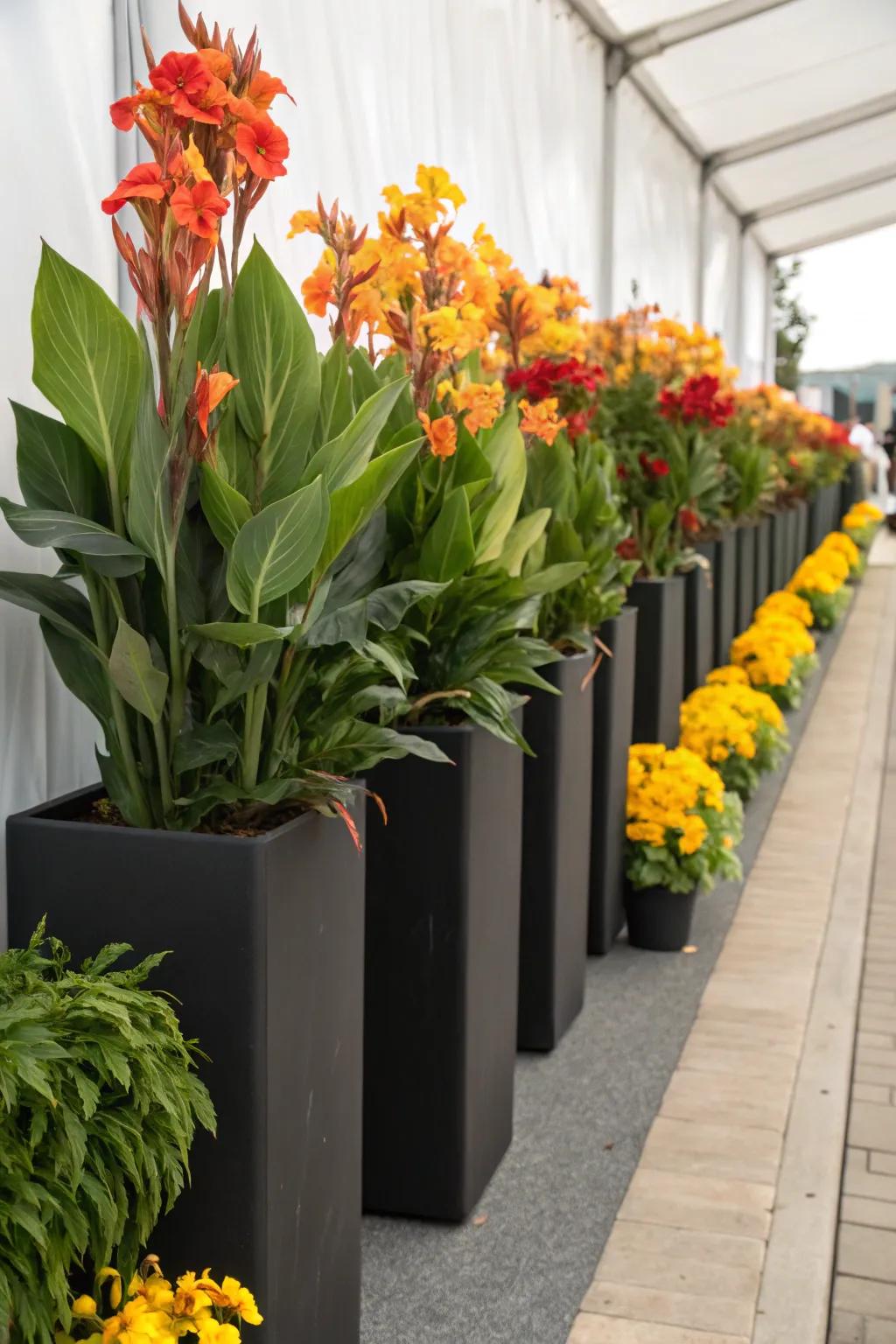 Scarlet blossoms in elevated planters bringing height and visual interest to any setting.