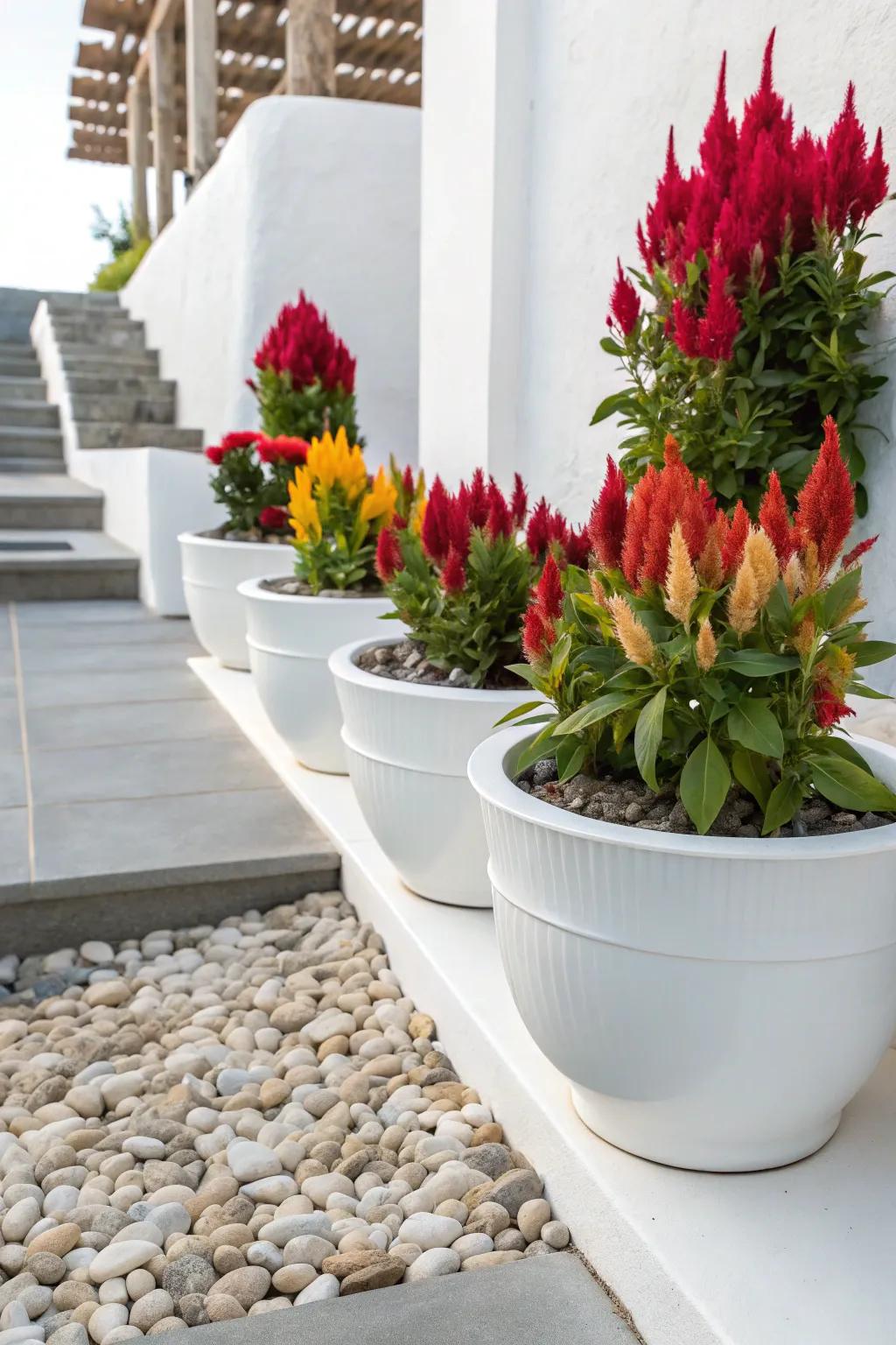 Refined white pots emphasize the vibrant colors of celosia.