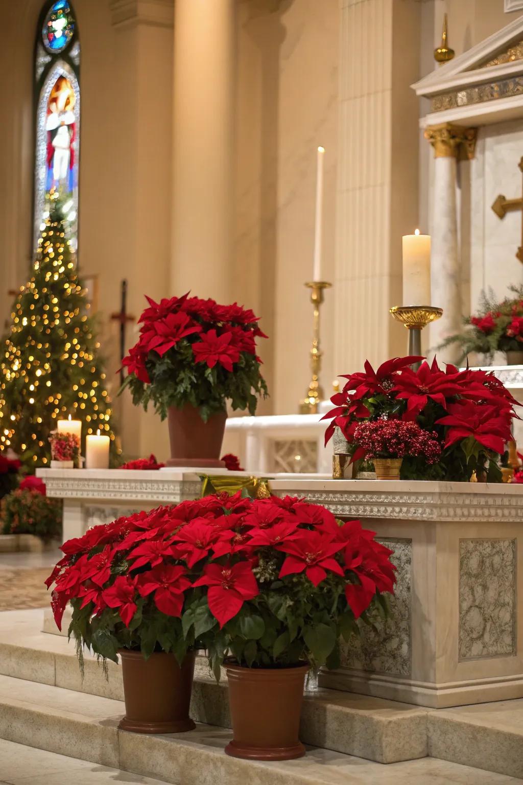 Vibrant poinsettias bring festive cheer to the church altar.