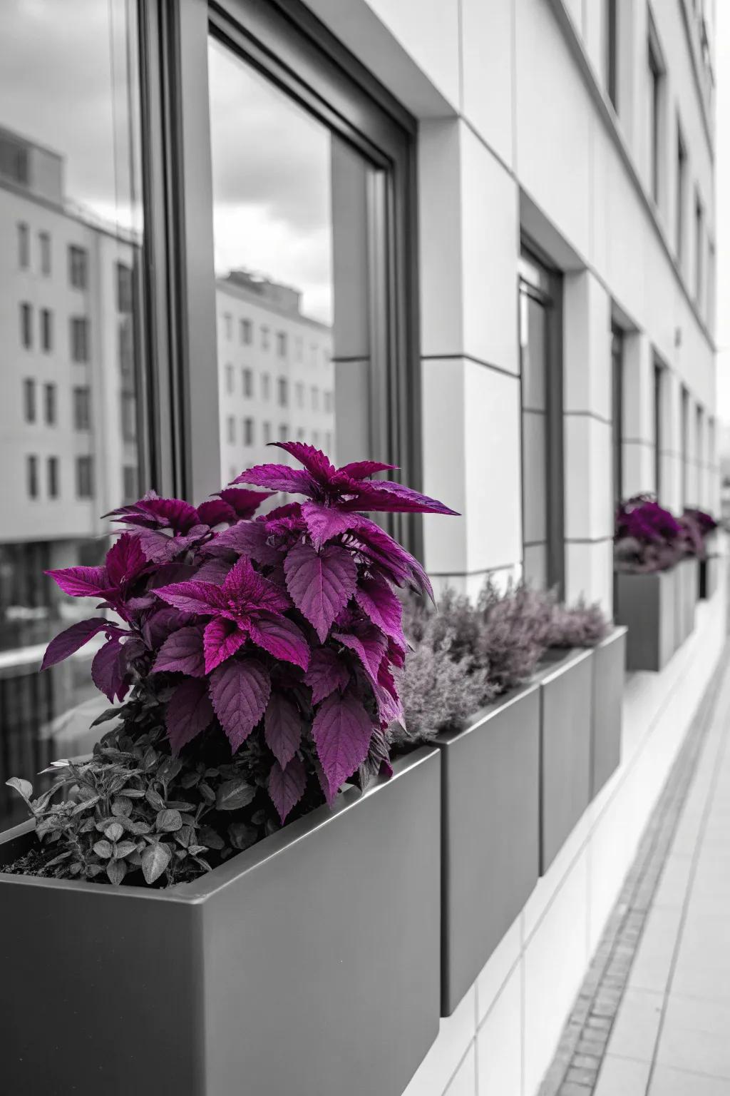 Monochrome purple coleus offers a sleek and modern aesthetic.