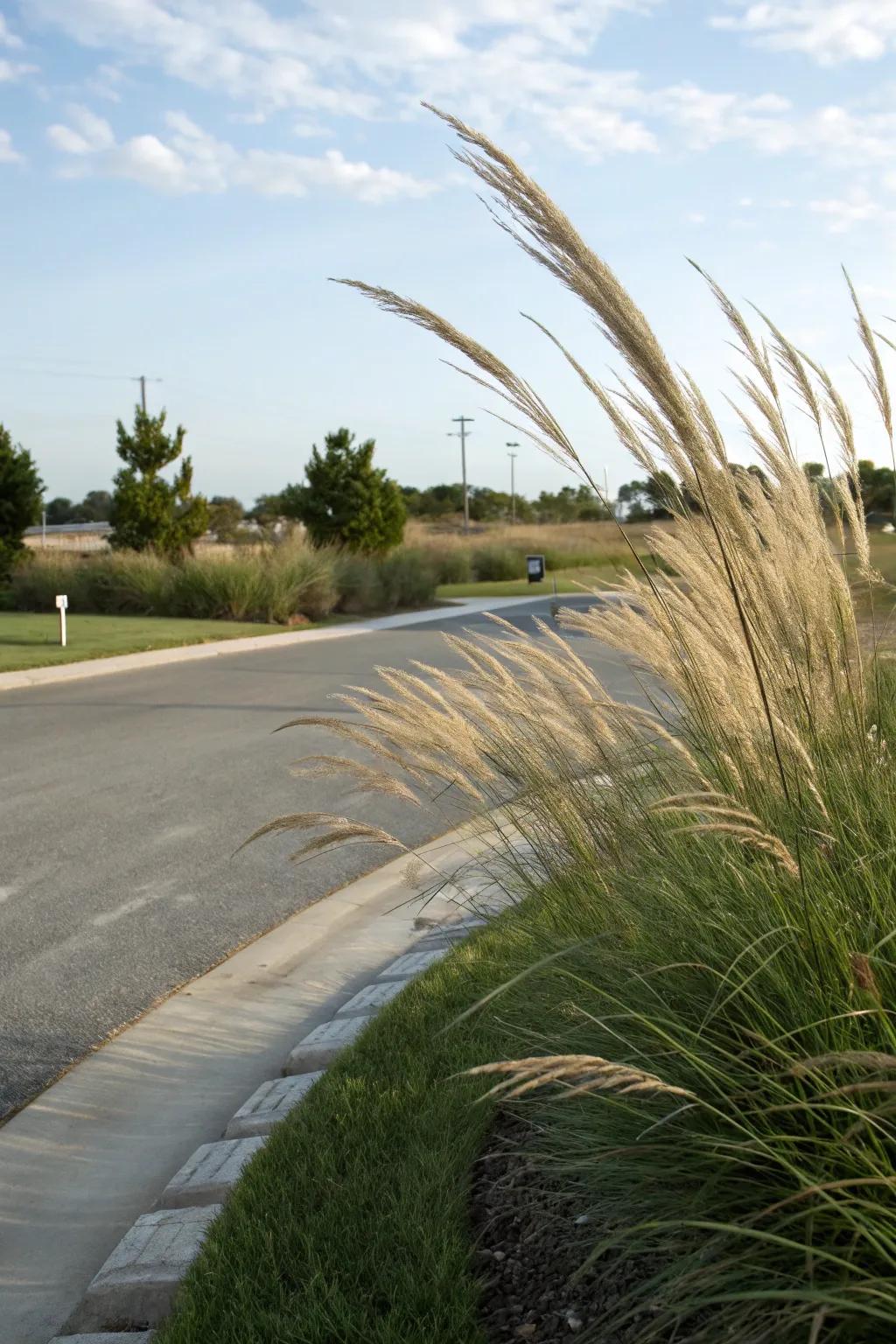 Lively ornamental grasses adding movement and visual interest to a driveway area.