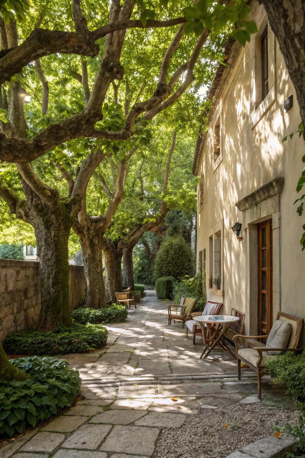 Mature trees produce a naturally shaded and welcoming courtyard space.