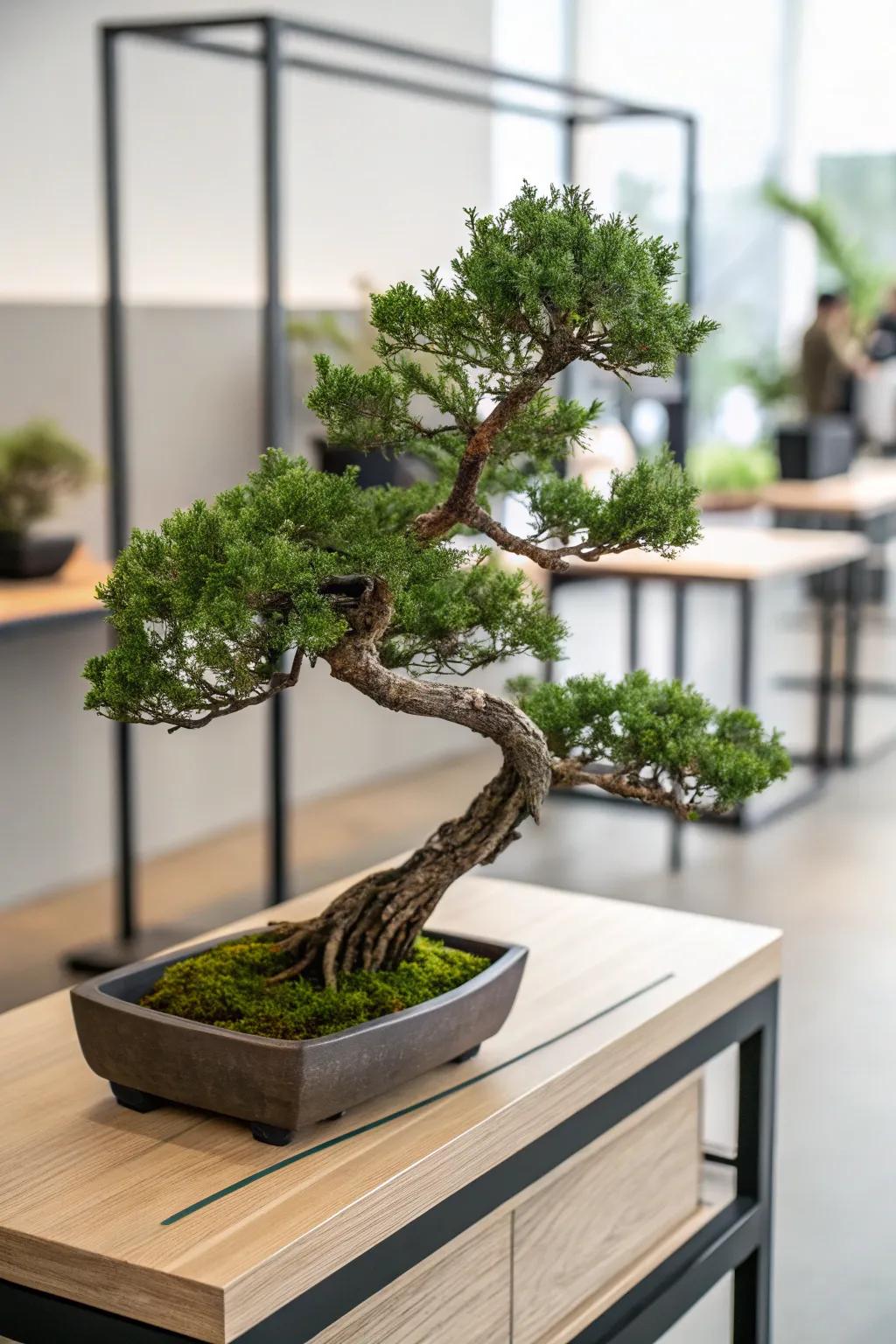 An inclined juniper bonsai proffering a stunning focal element upon a sleek wooden console.