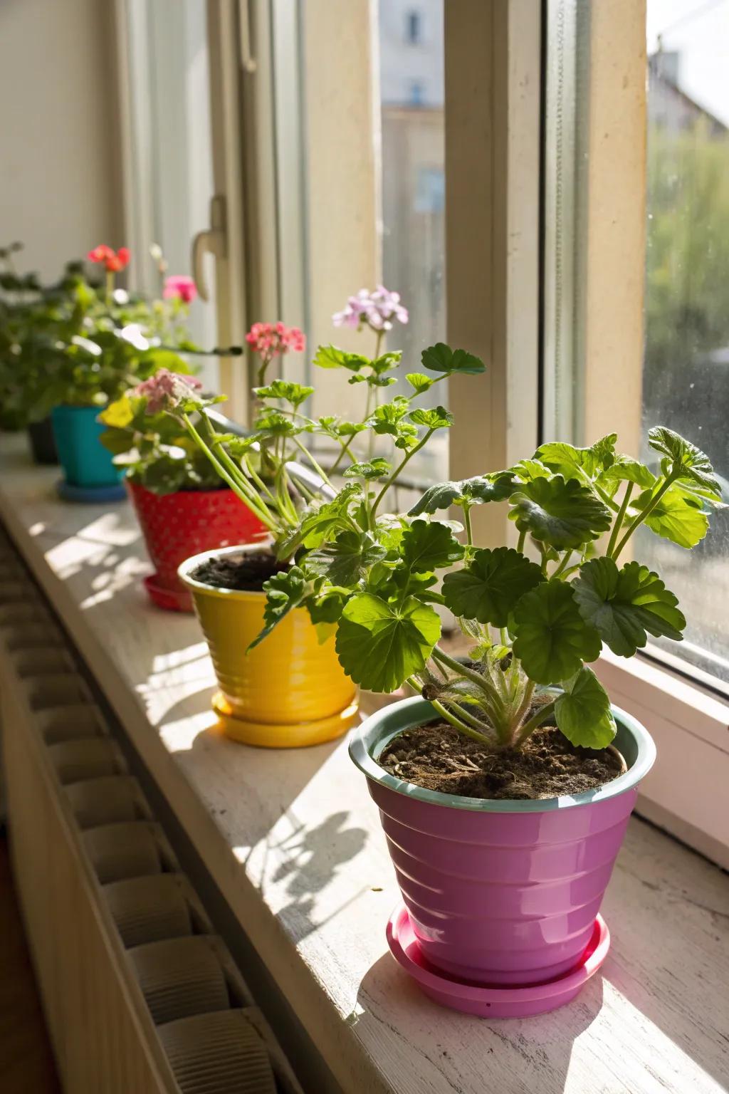 Change your window sills into stunning plant displays.