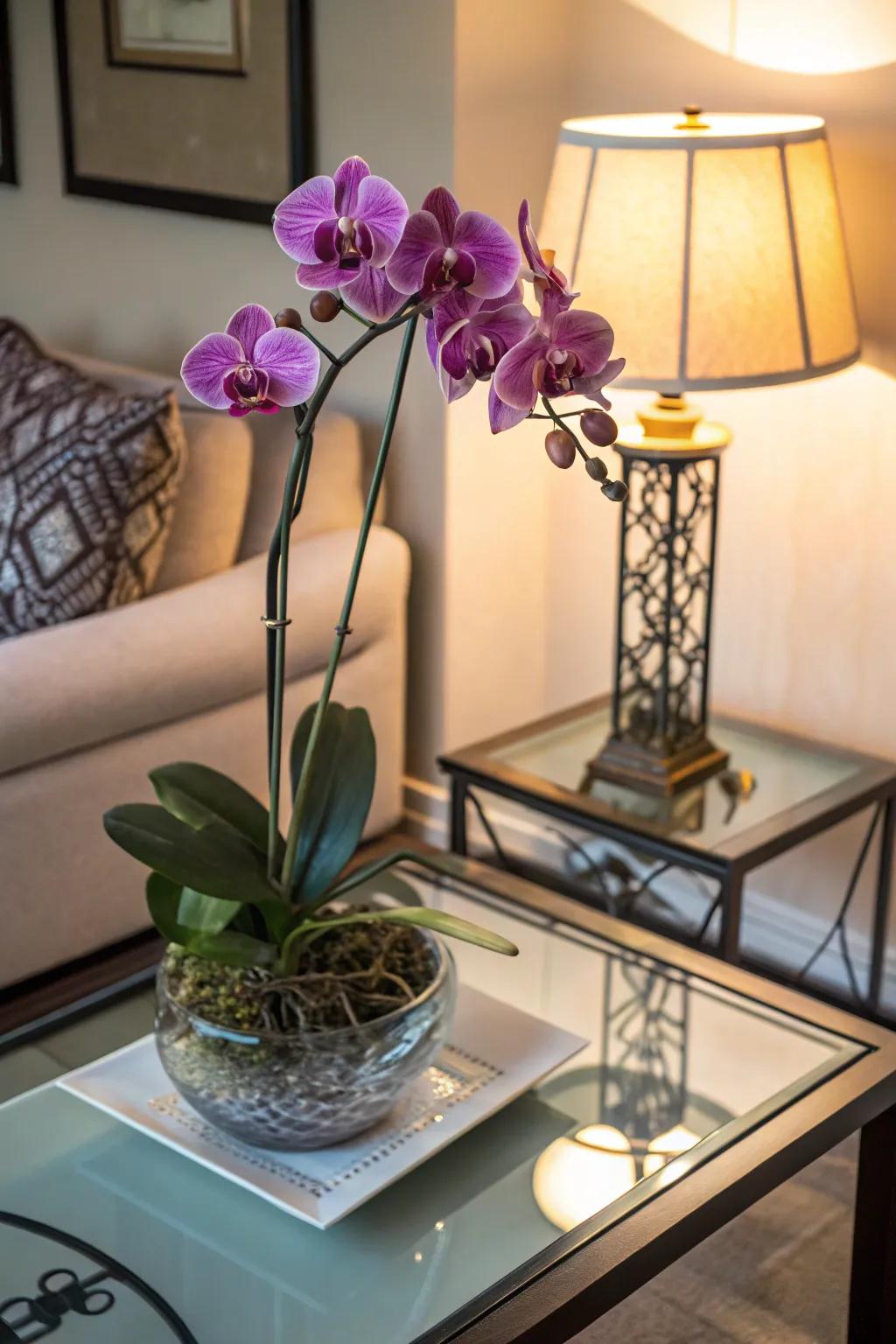 Exquisite orchids, perfect for adding elegance to any room.