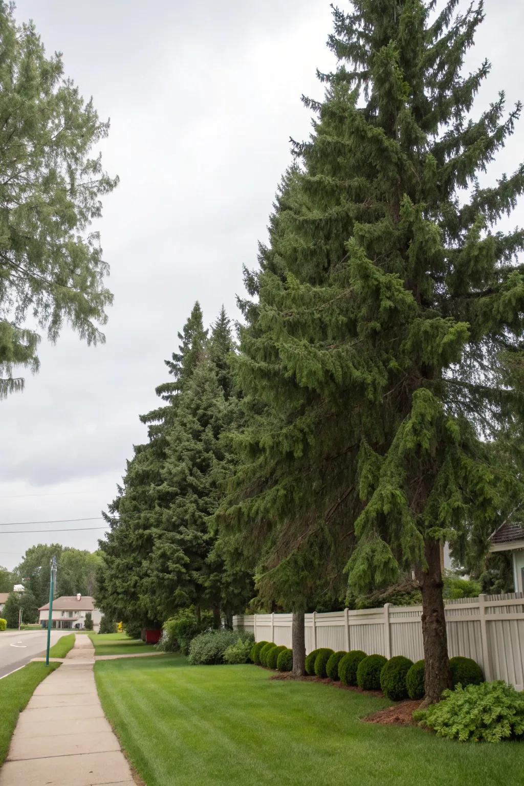 Evergreen arbors indicating land perimeters.