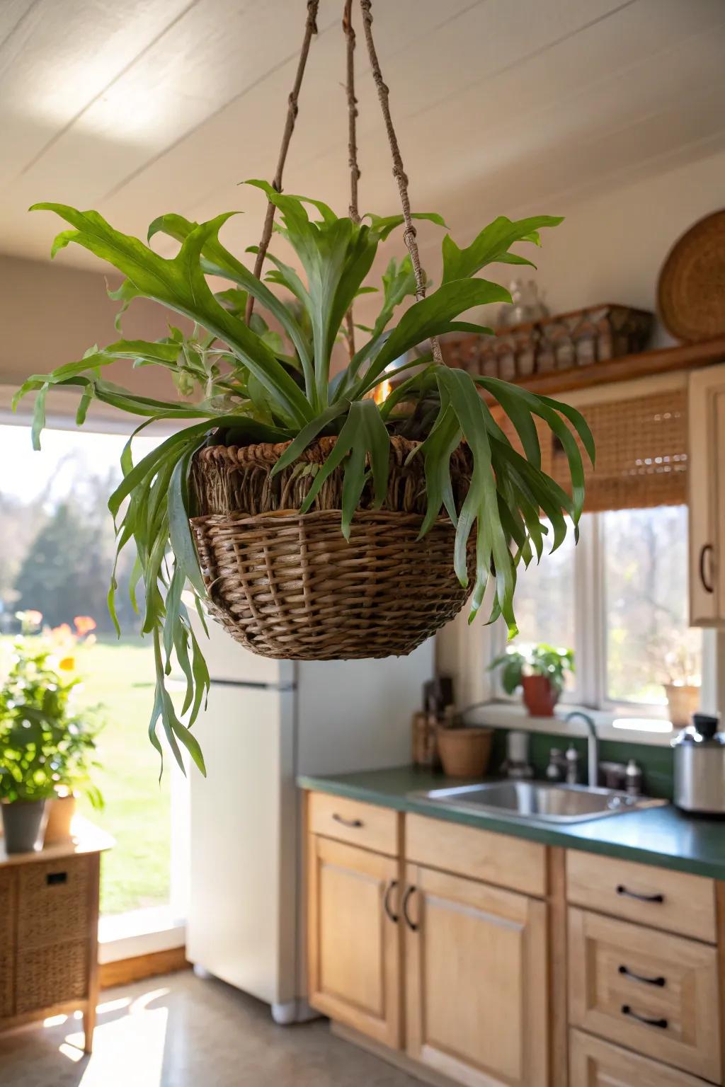 A hanging weave holder fashions a whimsical dwelling for a staghorn fern.