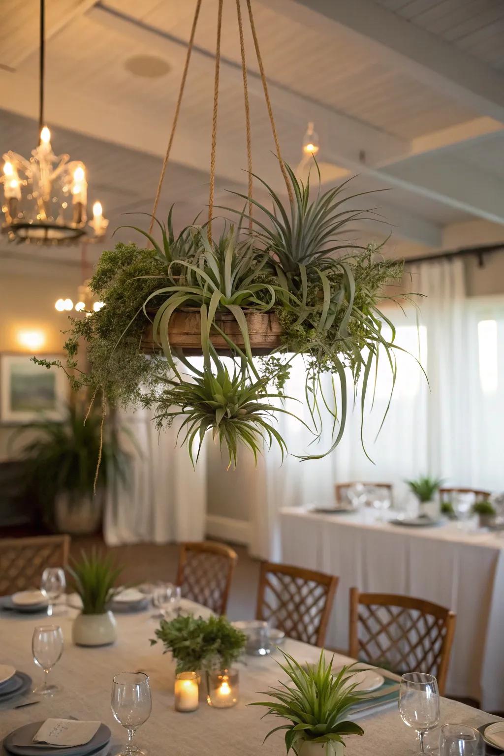 A mesmerizing air plant chandelier over a dining table.