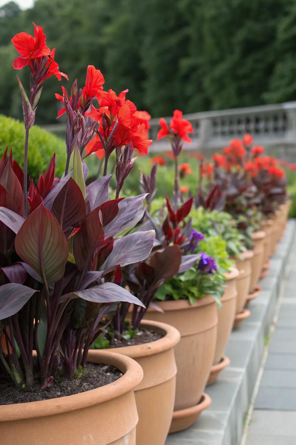 A lively color clash featuring red scarlet blossoms and purple heart plants.