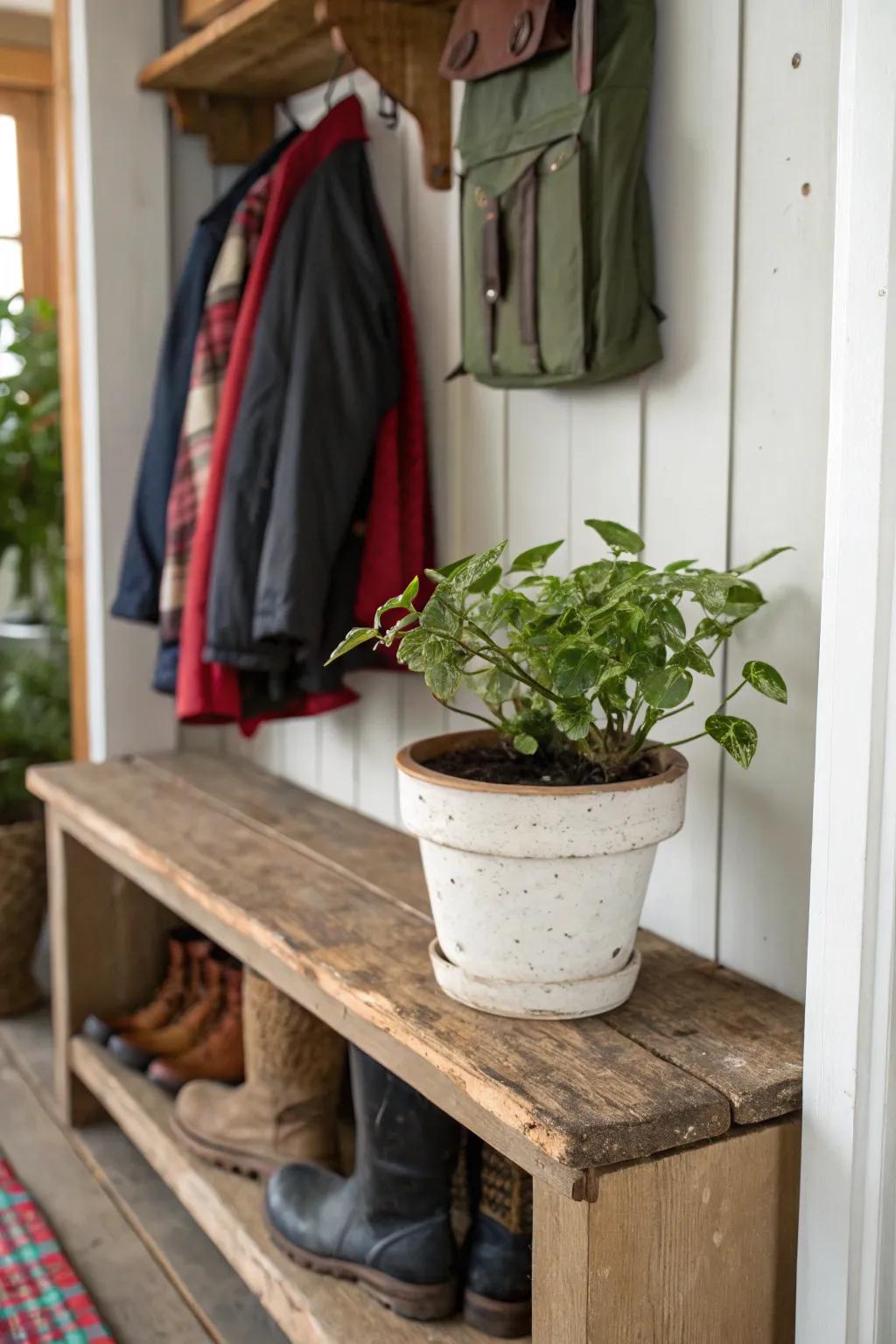 A touch of verdure gives this mudroom a refreshing vibe.