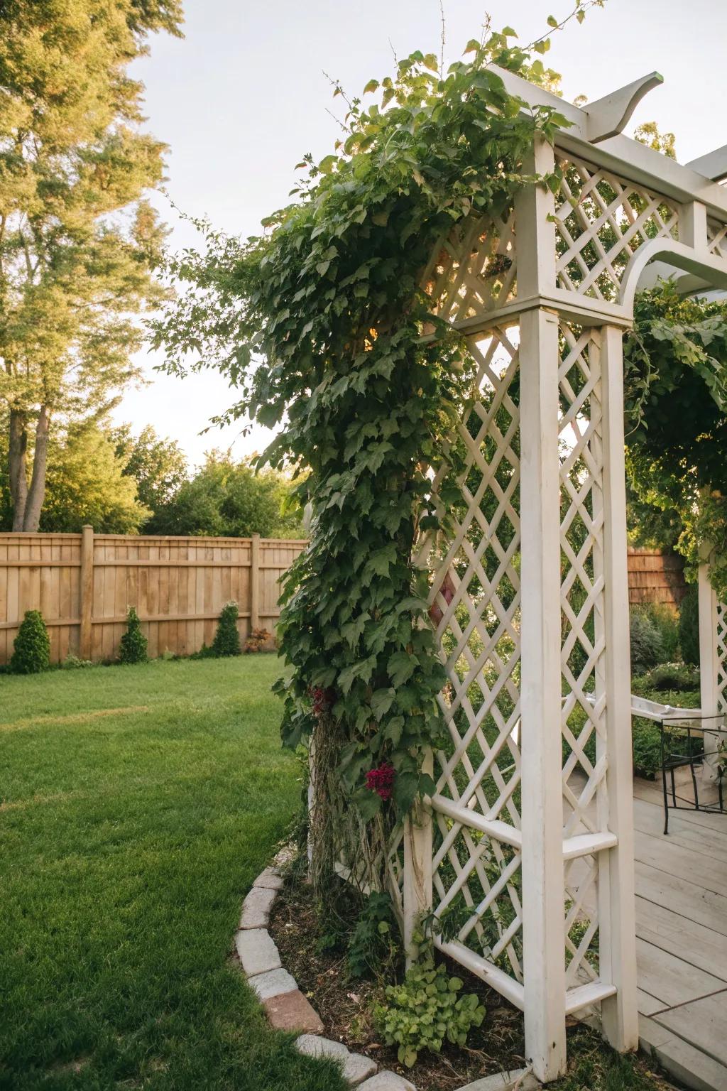 A crosshatch pattern enhancing the garden with climbing flora.