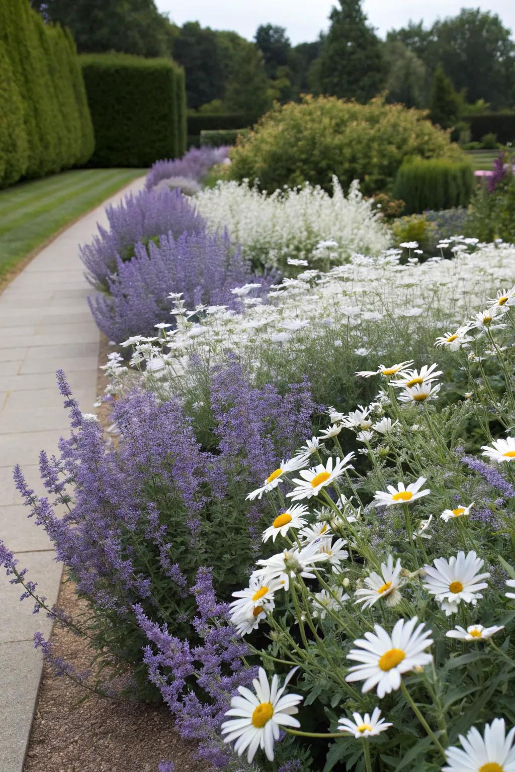 A timeless garden scene with Azure Beauty and classic snowdrop daisies.