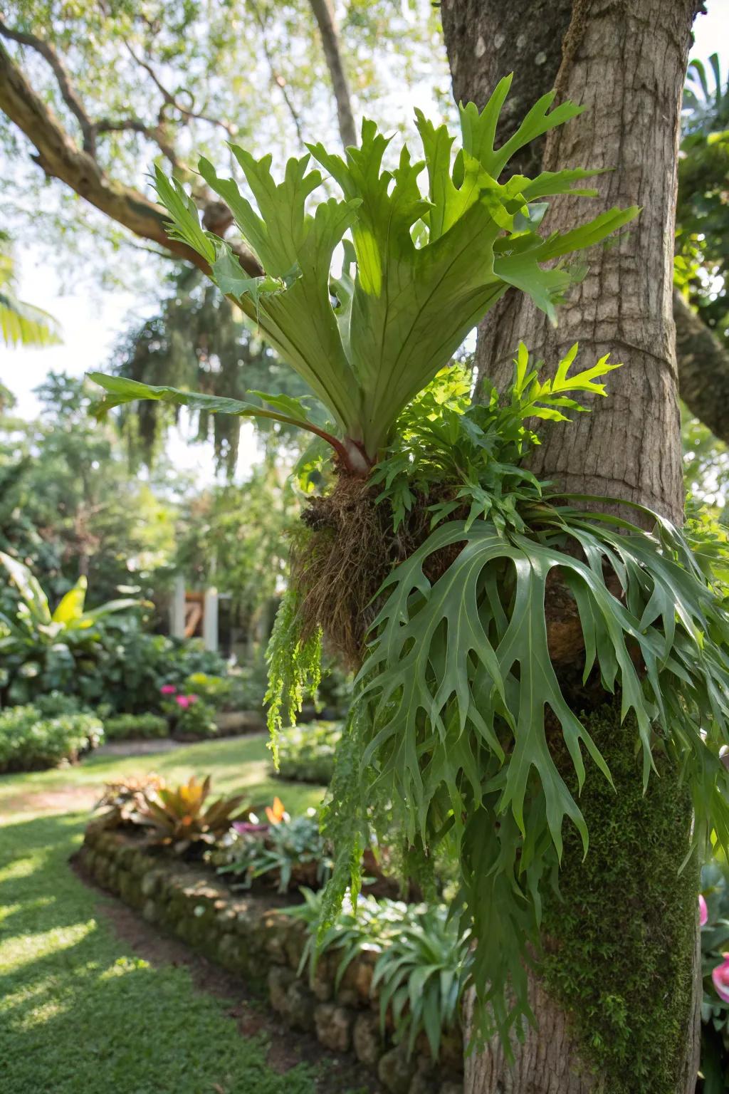 A tree mass functions as a natural base for a garden staghorn fern.