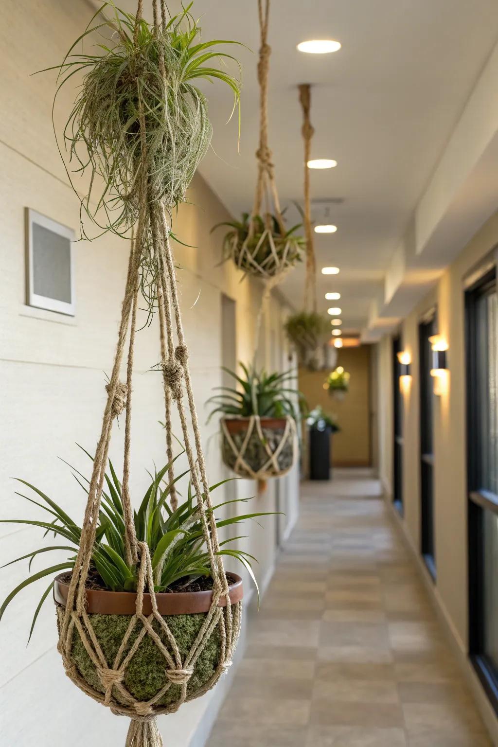 Air plants hanging in rope planters.