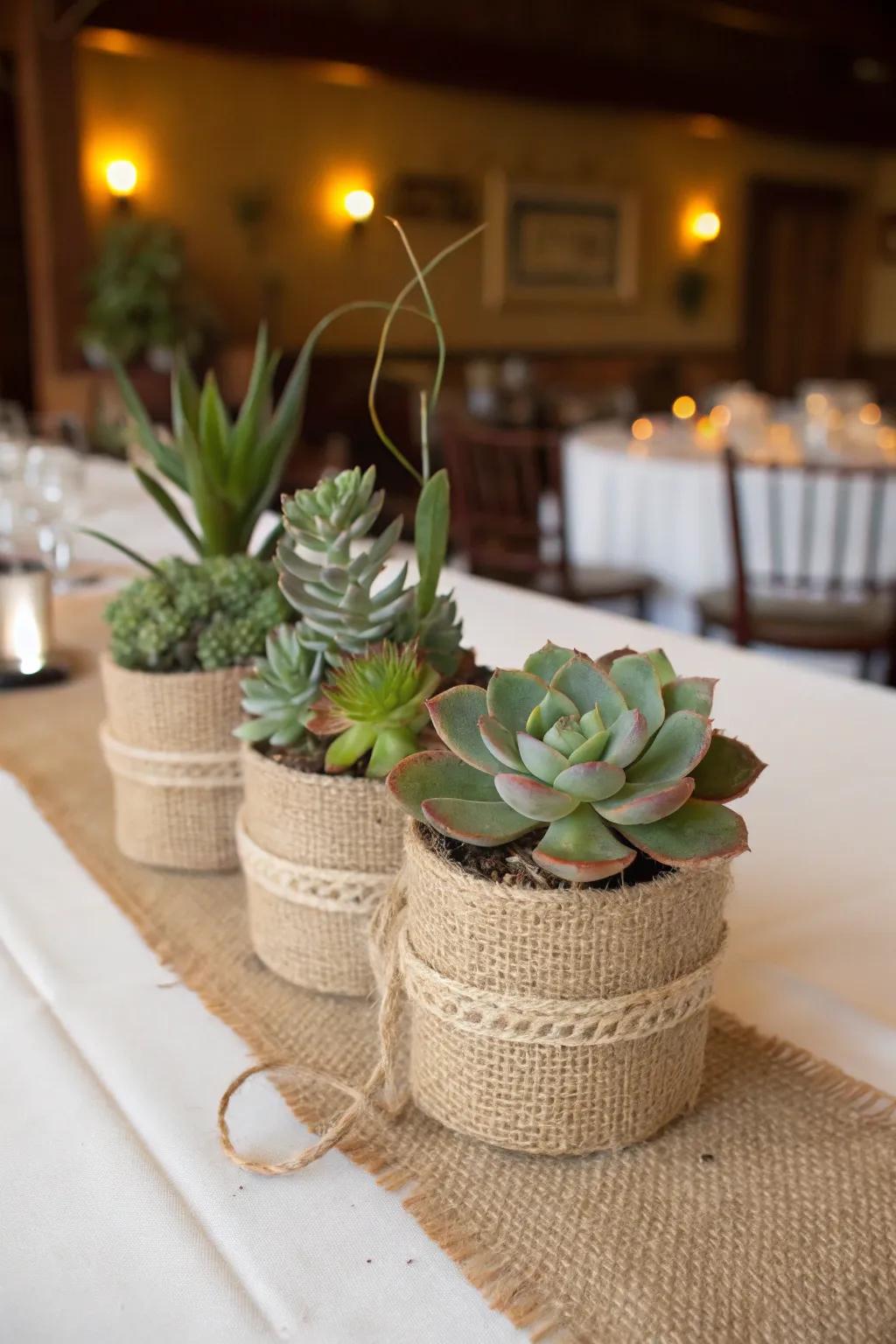 Succulents in burlap pots offer a rustic charm.