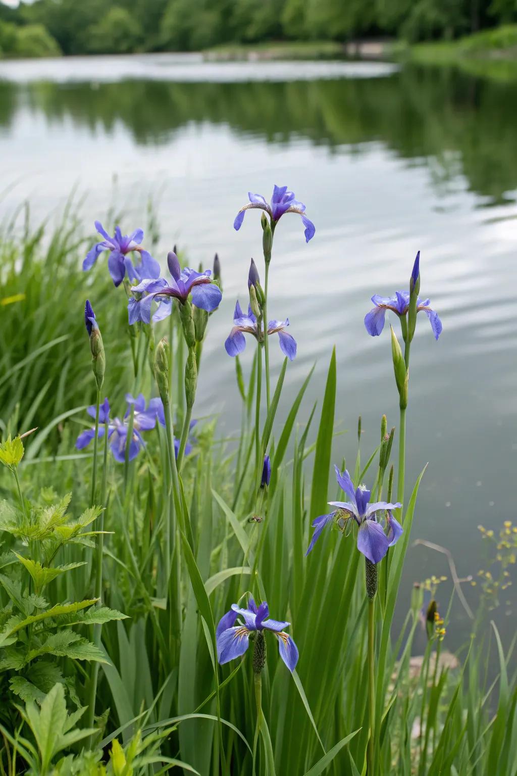 Blue banner iris adds sophistication and a lively hue to the water’s edge.