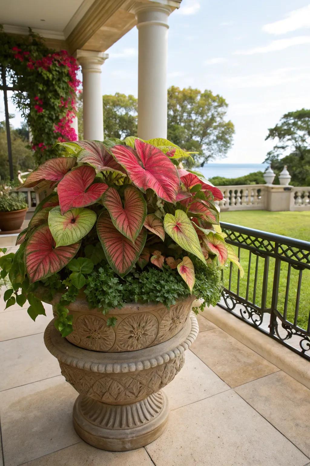 Tiered caladiums contribute depth and visual intrigue.