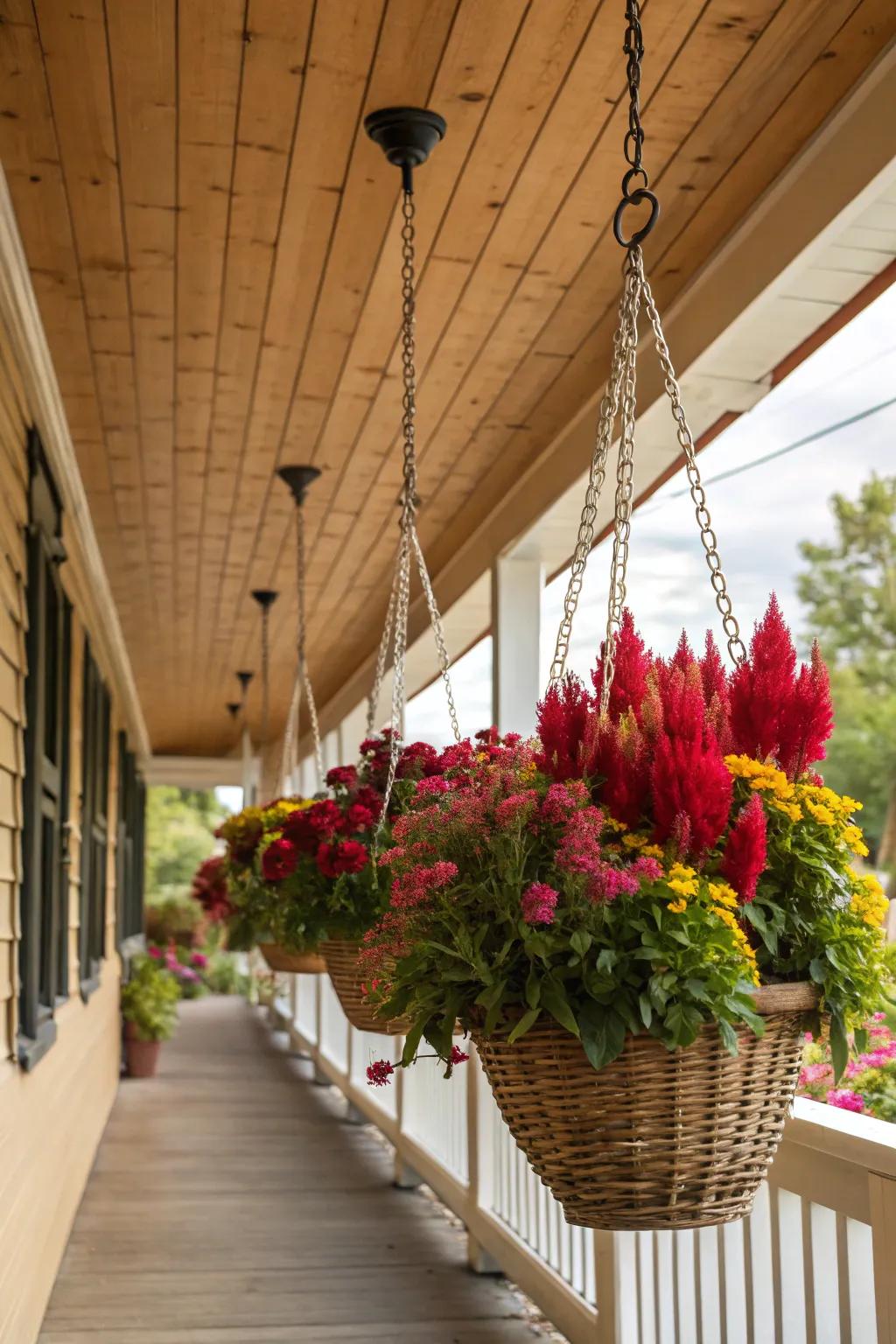 Hanging baskets create a vertical splash of color with celosia.