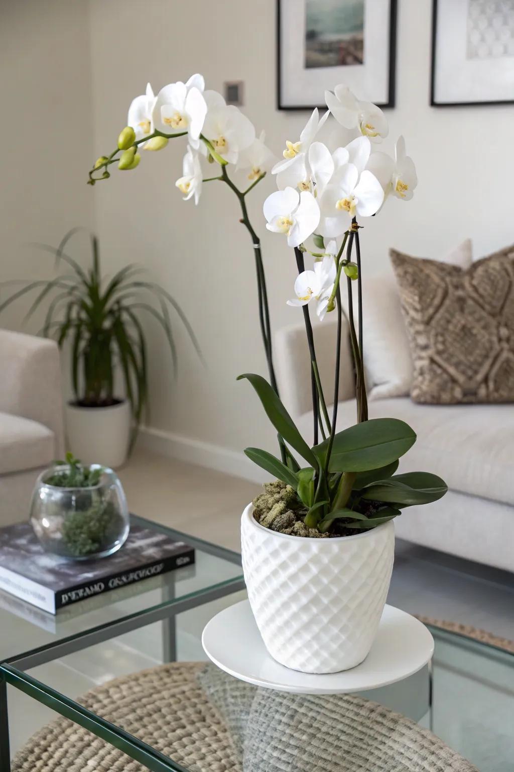 A sophisticated orchid arrangement offering a modern twist.