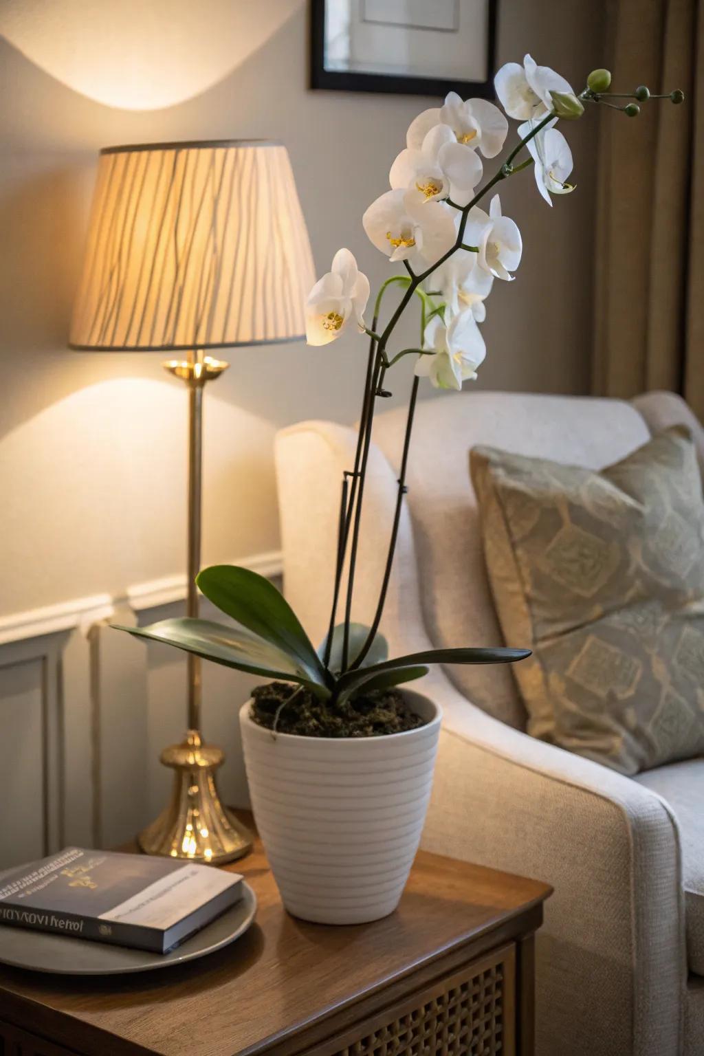 A simple pale orchid giving class to a cozy corner.