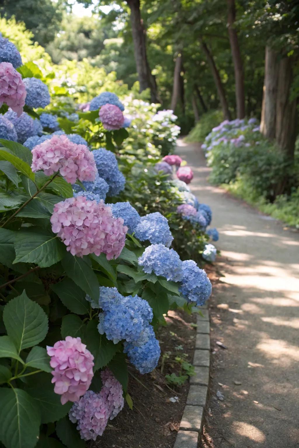 Hydrangeas display a timeless elegance with their abundant blooms.