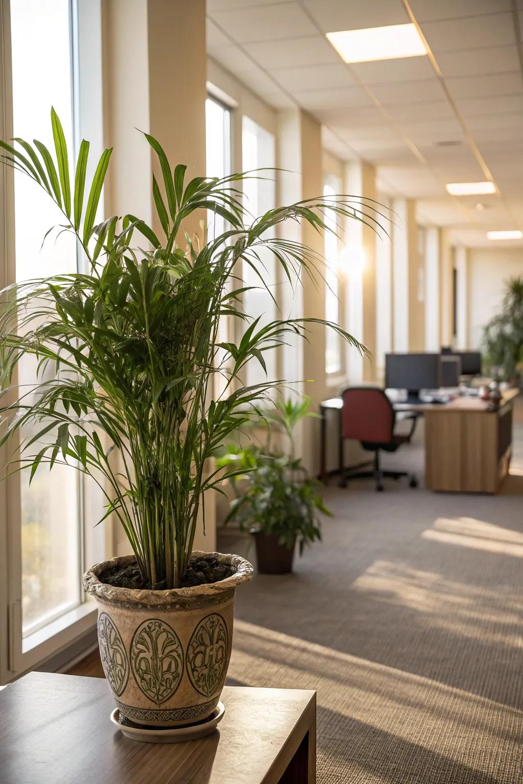 With Living Room Palms, you can bring in tropical appeal.