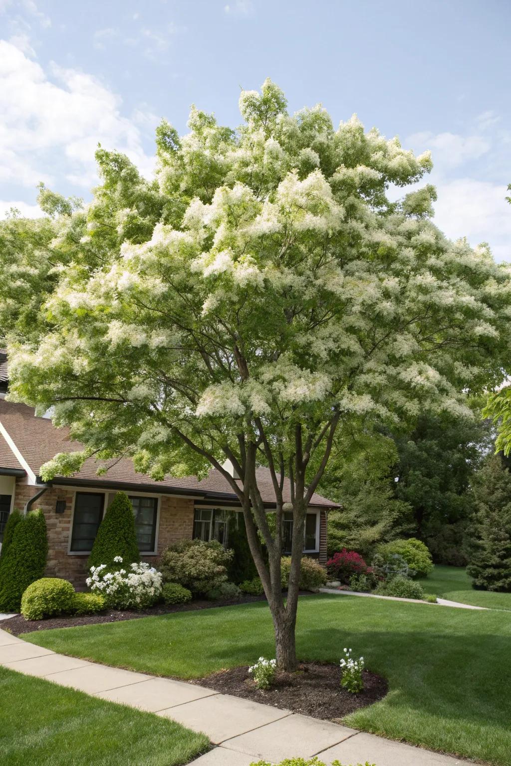 Fringe tree adding fragrance and beauty to a front yard.